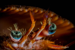 Hermit Crab by Marco Gargiulo 